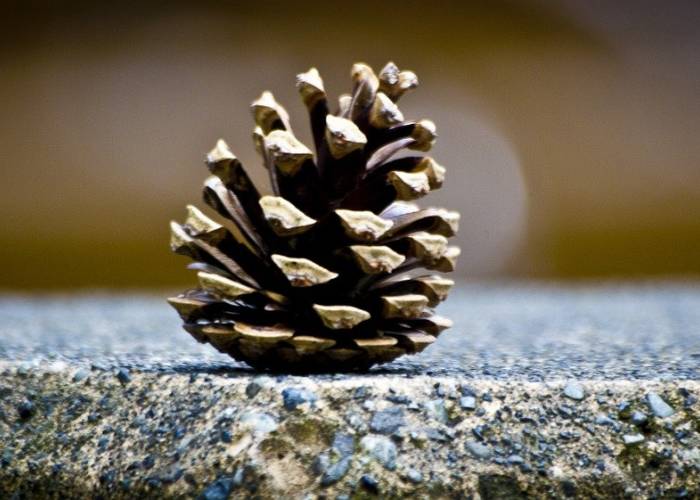pine cones used for a landscape